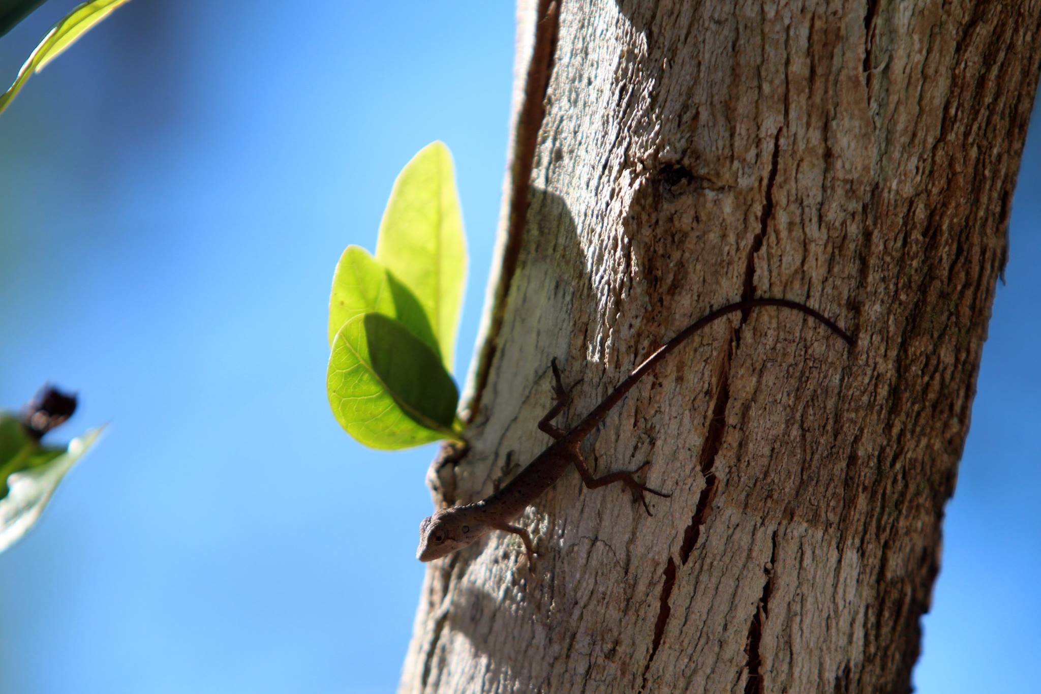 Tri-tue-ve-ban-than-la-tri-tue-quan-trong-nhat-30